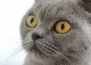 金年会网址-独行侠激战广厦队，文班亚马关键战不手软，率队逆转取胜