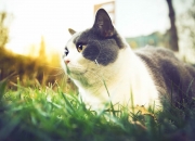 金年会网址-老将的黄昏独舞与新军的血色黎明，足球世界里，两种胜利的哲学