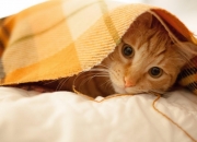 金年会网站-小贾伦·杰克逊淹没布鲁克林，一场攻防两端的个人统治秀