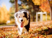 JNH体育-第三节狂飙！辽宁队东决关键战单节击溃灰熊