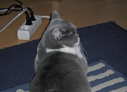 金年会官方网站-意甲焦点战之夜，米切尔完成自我救赎