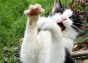 金年会app下载-梅西式逆转，冰封战场中的攻防转换艺术