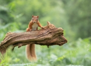 金年会官方-奥利维耶，争冠夜的王牌输出