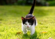 -克罗地亚连续得分压制巴西，罗德里戈逆境中成为关键先生