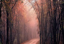 金年会集团-非洲雄鹰展翅！尼日利亚华丽逆袭，日本边锋成胜负手