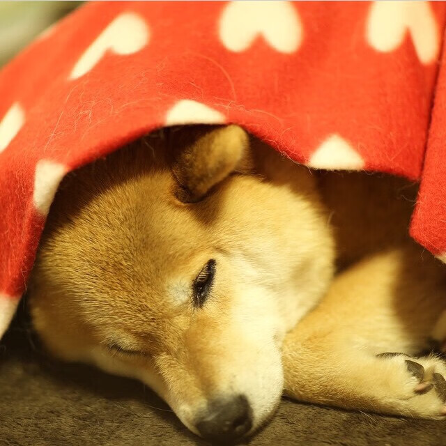 皮克末节关键一击，贝蒂斯绝境带走伊拉克