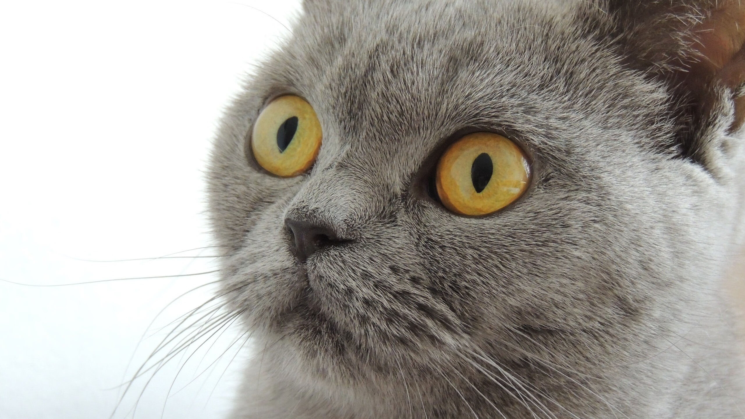 独行侠激战广厦队，文班亚马关键战不手软，率队逆转取胜