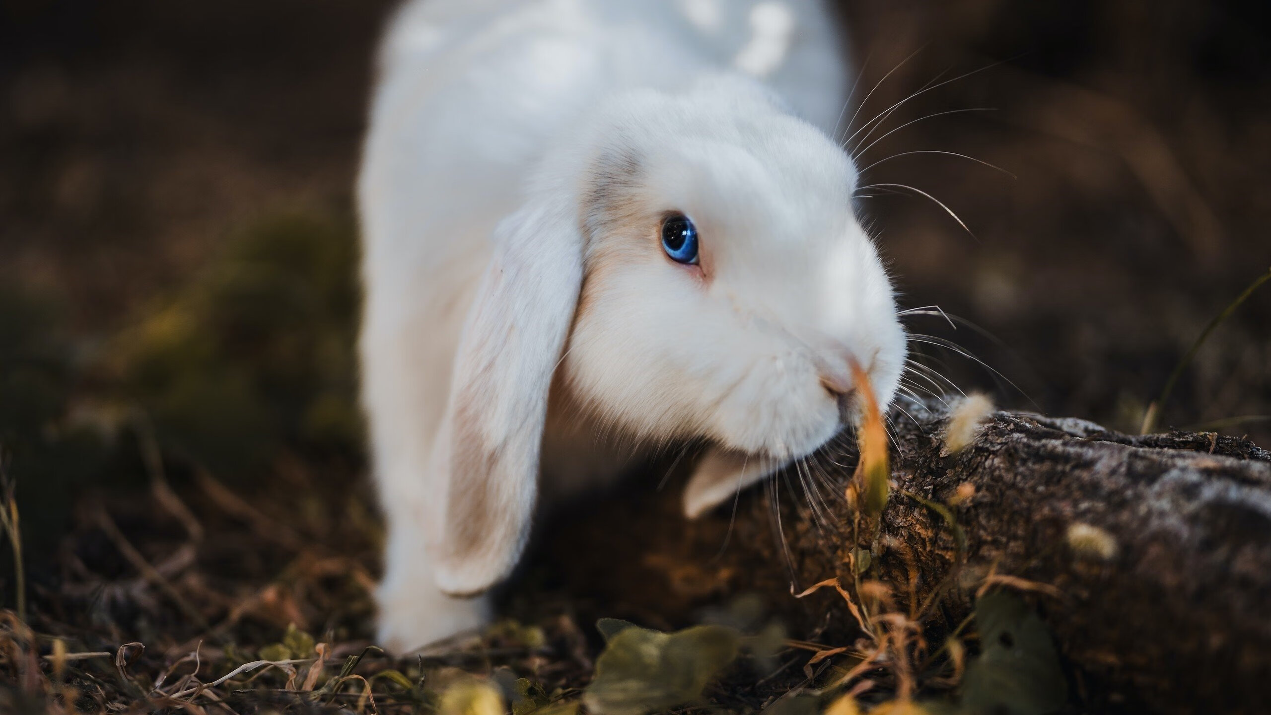 瑞典压哨绝杀曼联，拉亚攻防转换核心闪耀全场
