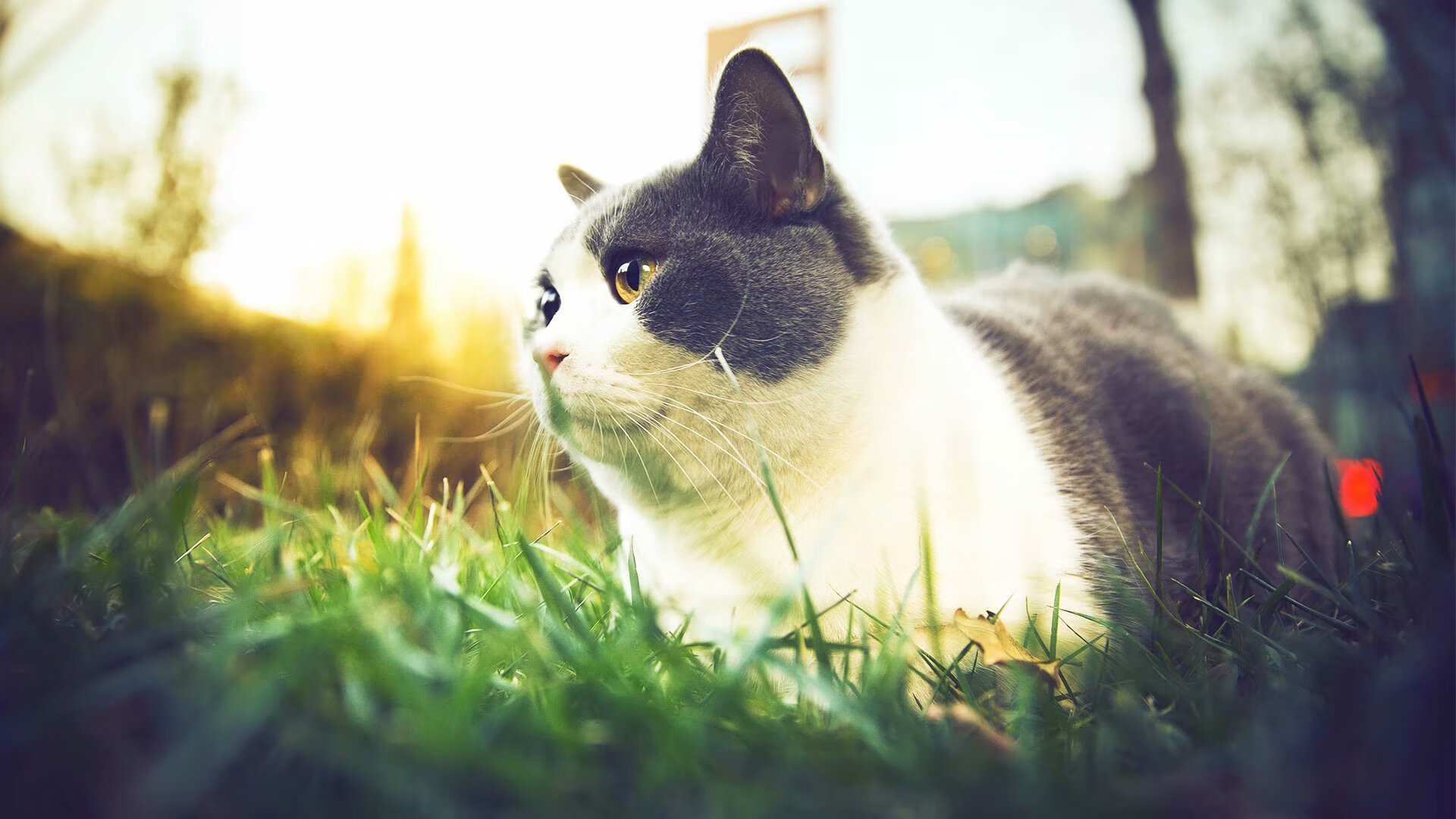 中国横扫智利,罗德里戈于世界排名争夺战中接管比赛铸就经典