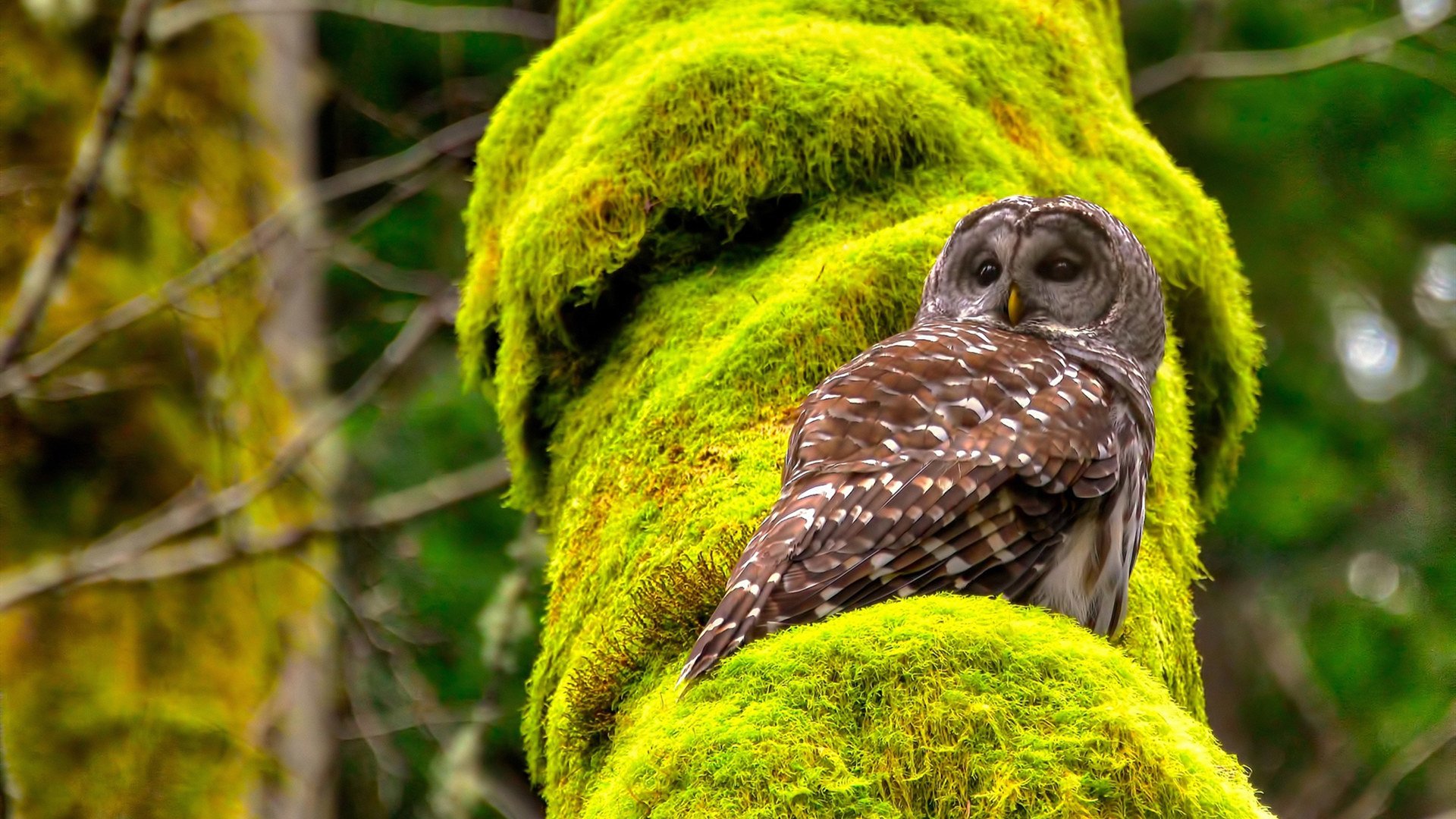 不只是字母哥，雄鹿淘汰赛过关热火背后的暗夜骑士们