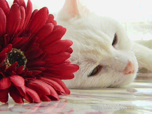 曼联澳洲争冠战惊险胜出，门迪焦点之战力证自我