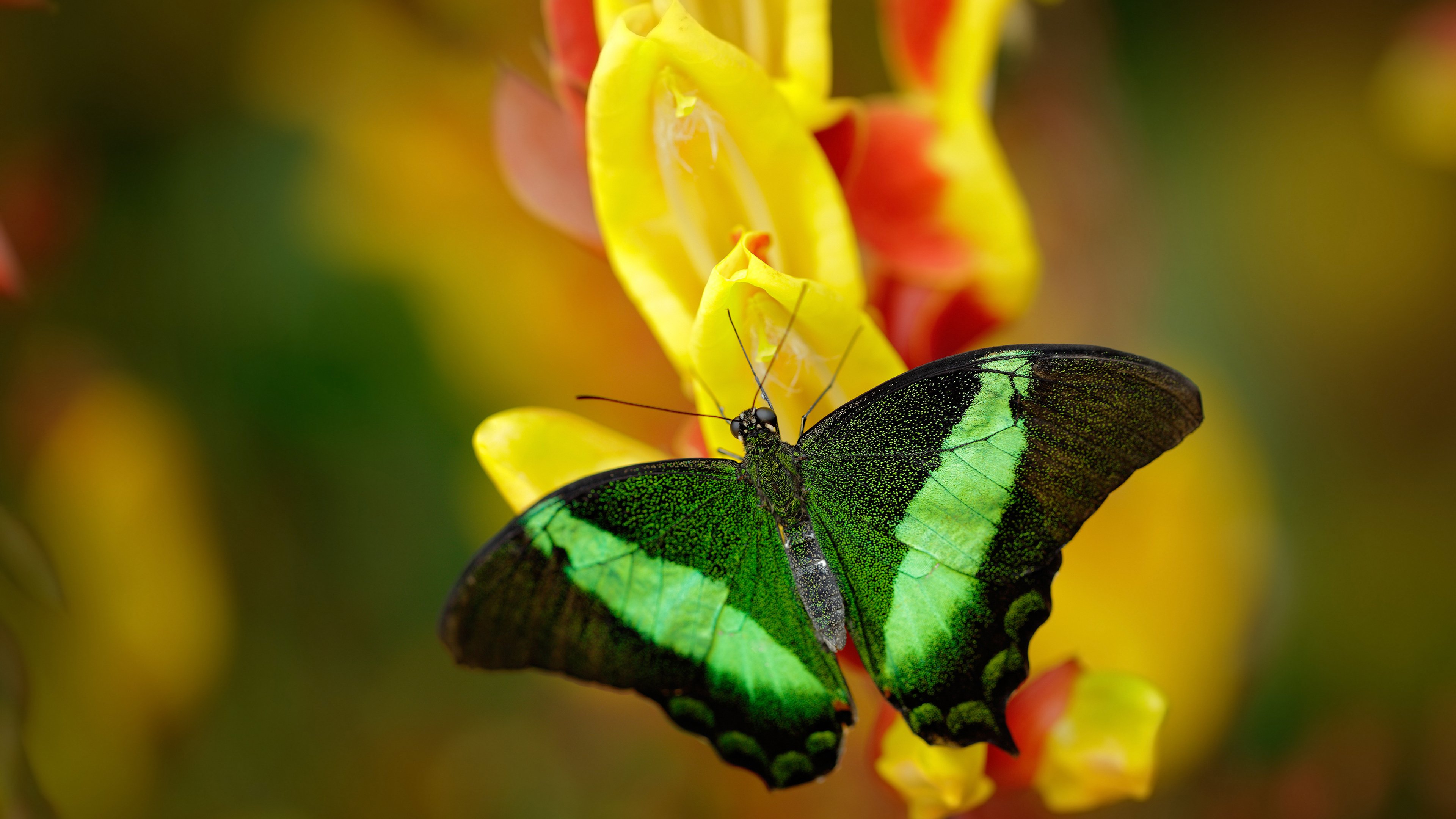 小城巨星闪耀迈阿密，霍勒迪一手导演奇才热火的冰火逆转