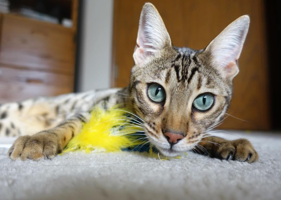 铁骑踏碎鹰翼，抢七生死战中骑士如何完成对老鹰的彻底打穿