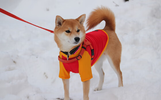 街道硝烟，爵士的逆袭与火箭的绝杀之憾