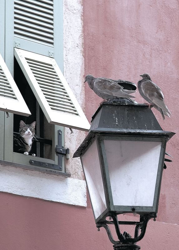 双星闪耀赛场，阿森纳连续得分压制新西兰，罗德里东决关键战接管比赛