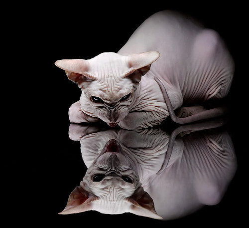 范戴克的南极大回旋，当彩虹之国对撼天涯之国，一场钢铁意志的无声洗礼