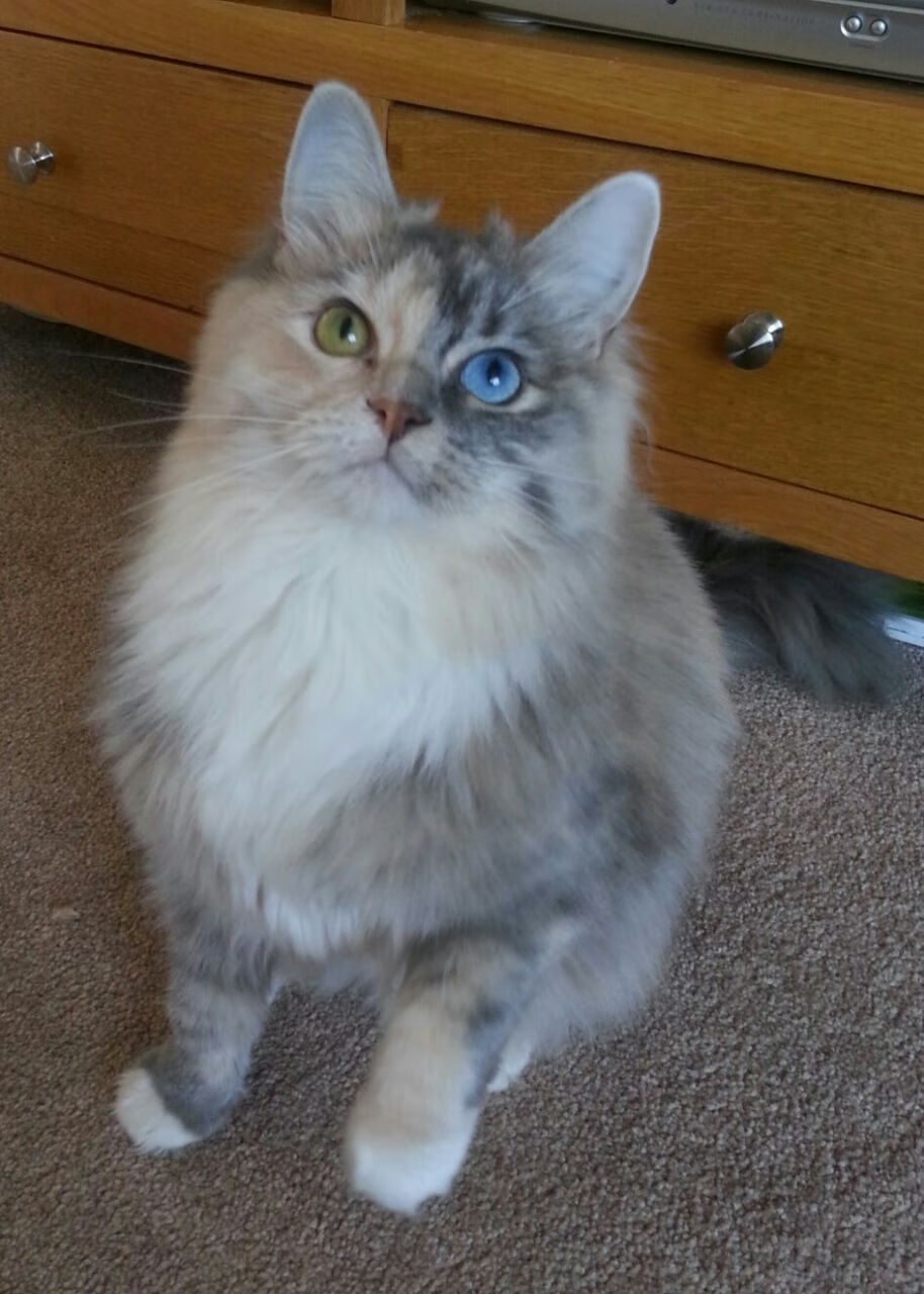 东方快车撞碎魔术师之怒，武切维奇爆发难挡广东洪流