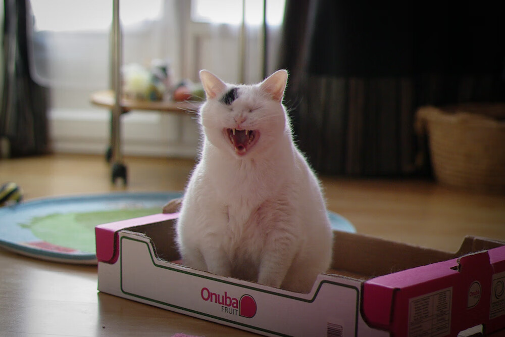 极速与绿茵，巴林风驰电掣，罗马城鏖战告捷—当F1新赛季轰鸣开启，拉齐奥力压曼联点燃争冠烽火