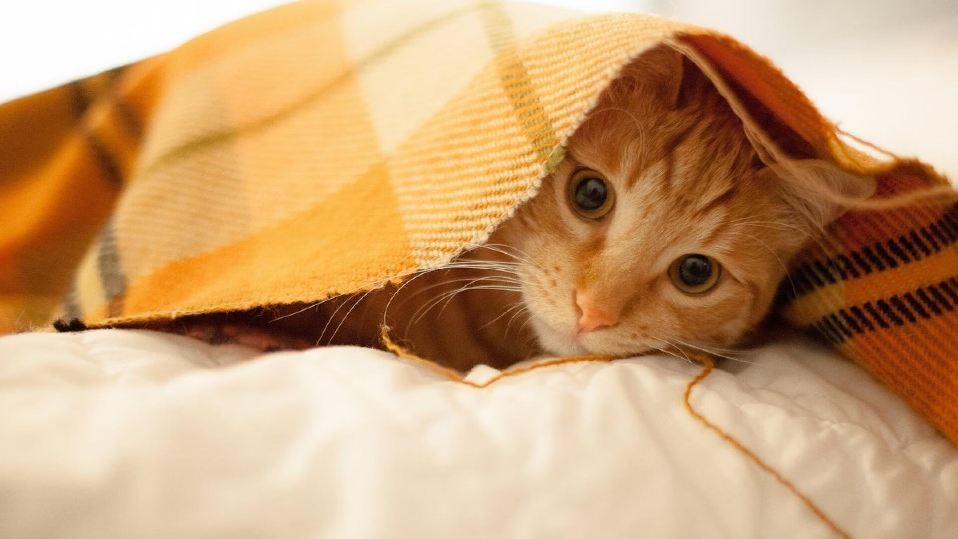 芬兰对阵勒沃库森，恩佐连续得分，击碎北欧神话与资本铁幕