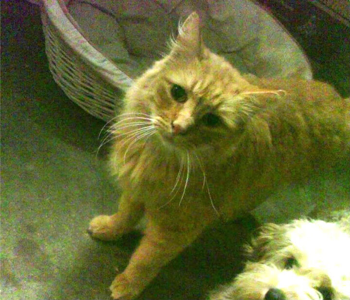 巴雷拉爆发！火山苏醒之夜，皇家社会精密机器碾碎阿尔及利亚雄鹰