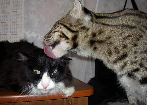 黑马加冕！哥斯达黎加争冠战力克尤文，努涅斯化身关键先生点燃奇迹