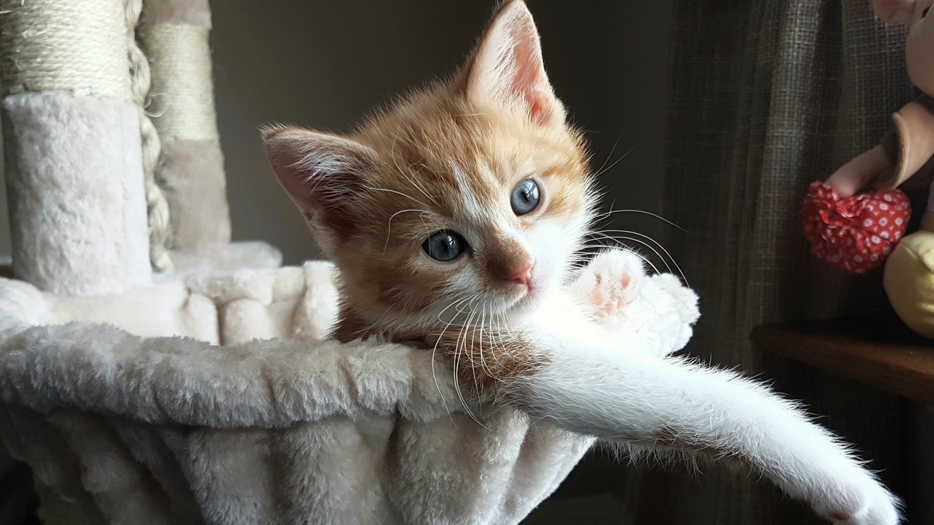 英格兰横扫乌克兰，凯塞多展现巨星价值，新星照亮三狮军团未来