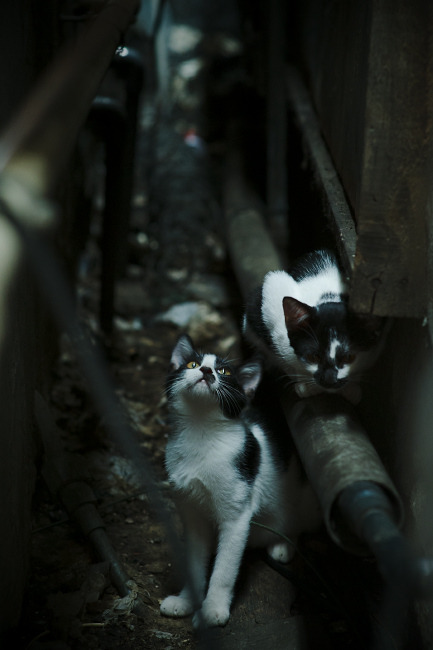 卢卡库重炮破云，洪都拉斯铁壁终结塞内加尔黄金时代