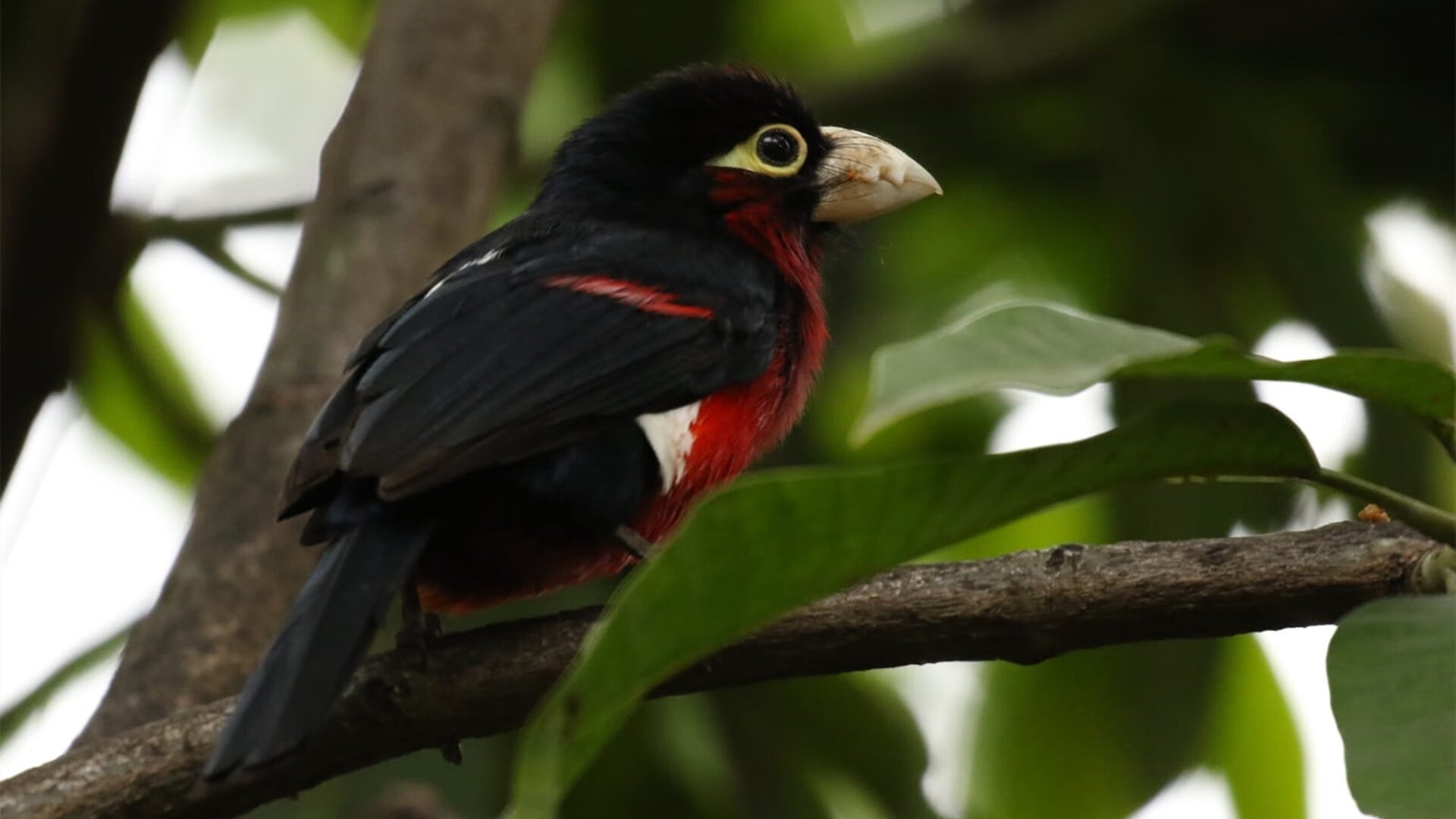 76人强压公牛，爱德华兹化身关键先生力挽狂澜