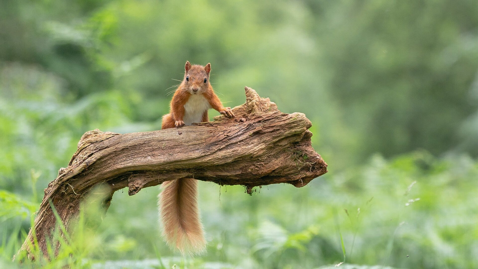 奥利维耶，争冠夜的王牌输出
