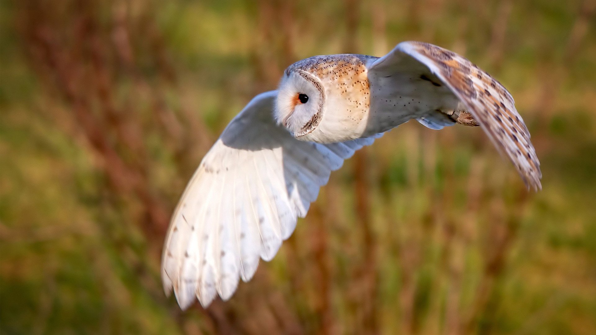 伊拉克制霸卡塔尔，本泽马化身沙漠之钥开启胜利之门