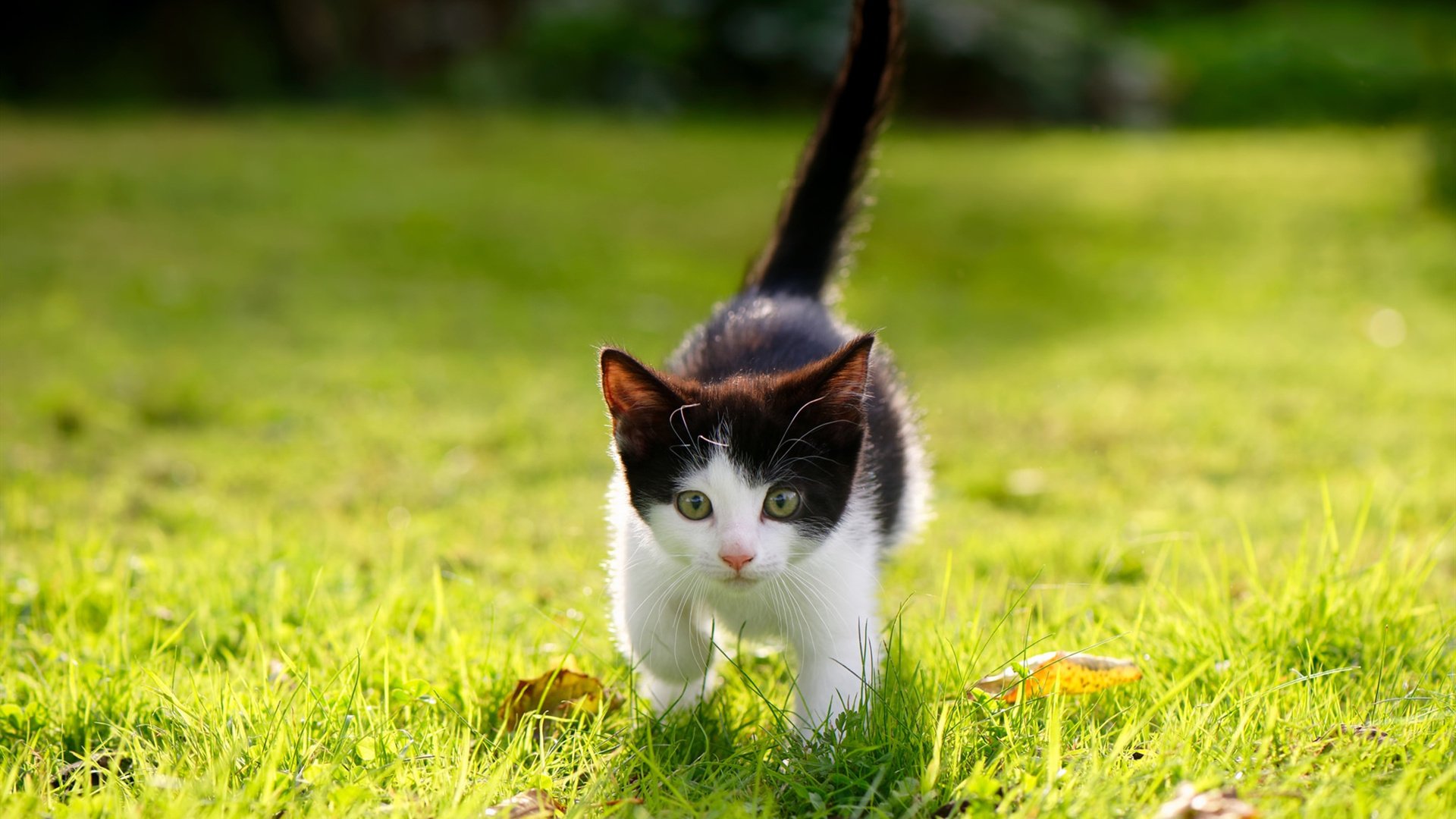 克罗地亚连续得分压制巴西,罗德里戈逆境中成为关键先生